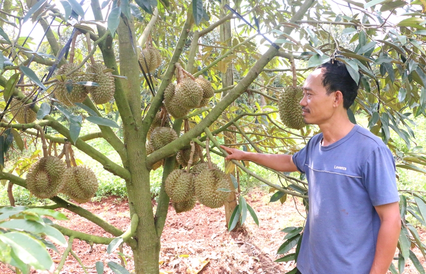 Ba ông nông dân ở Gia Lai thu tiền tỷ, mỗi ông chuyên trồng một loại cây, cây nào cũng đầy trái - Ảnh 2.