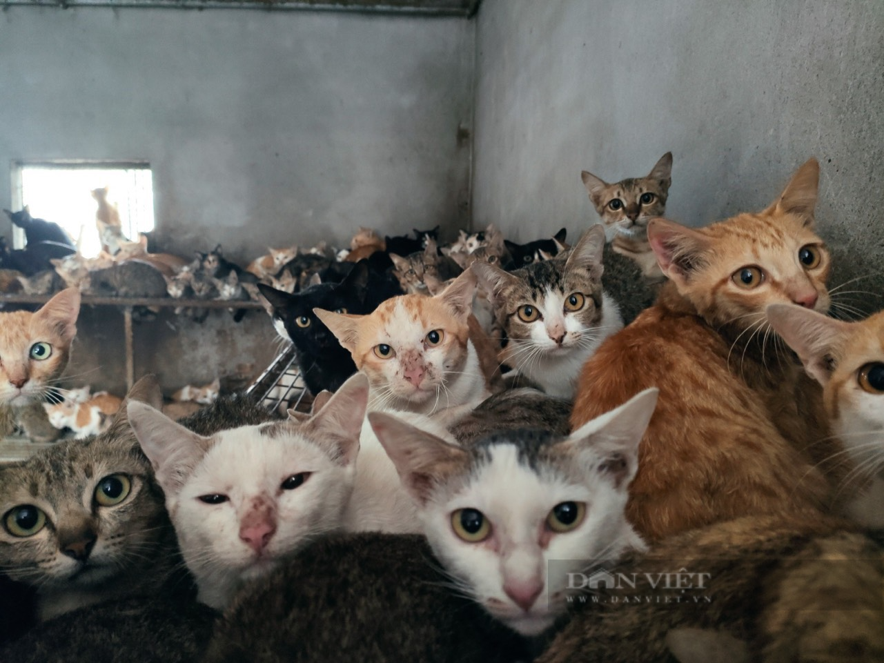 Đồng Tháp: Công an “phát hiện” thêm 240 con mèo không rõ nguồn gốc sau phản ánh của Dân Việt - Ảnh 3.