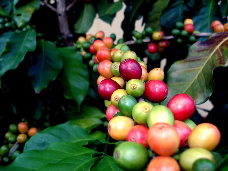 Giá cà phê biến động trái chiều, Arabica phục hồi, cà phê nội quay đầu giảm nhẹ - Ảnh 3.