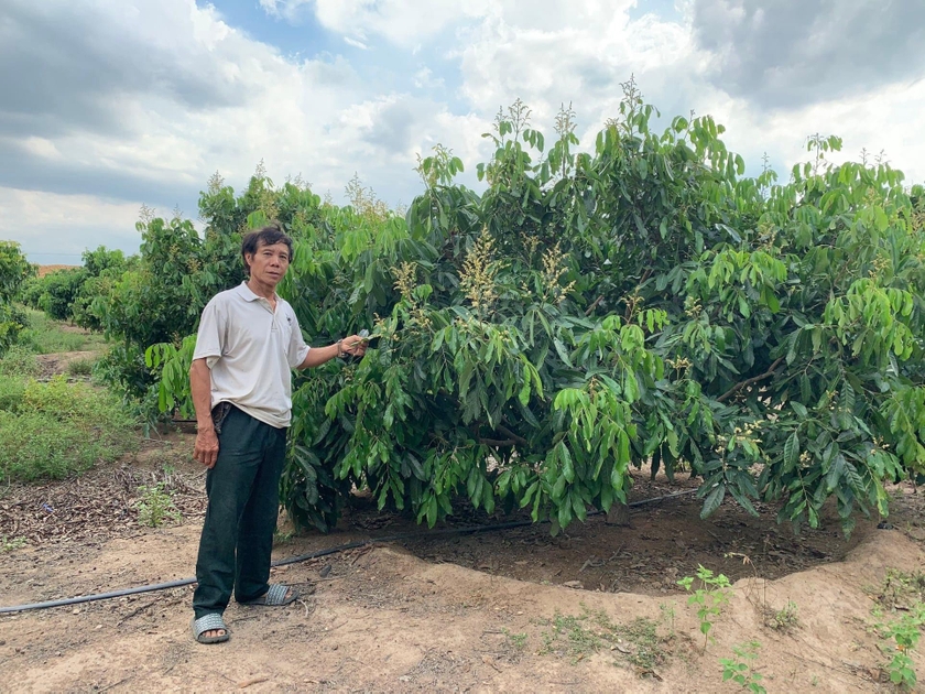 Ba ông nông dân ở Gia Lai thu tiền tỷ, mỗi ông chuyên trồng một loại cây, cây nào cũng đầy trái - Ảnh 3.