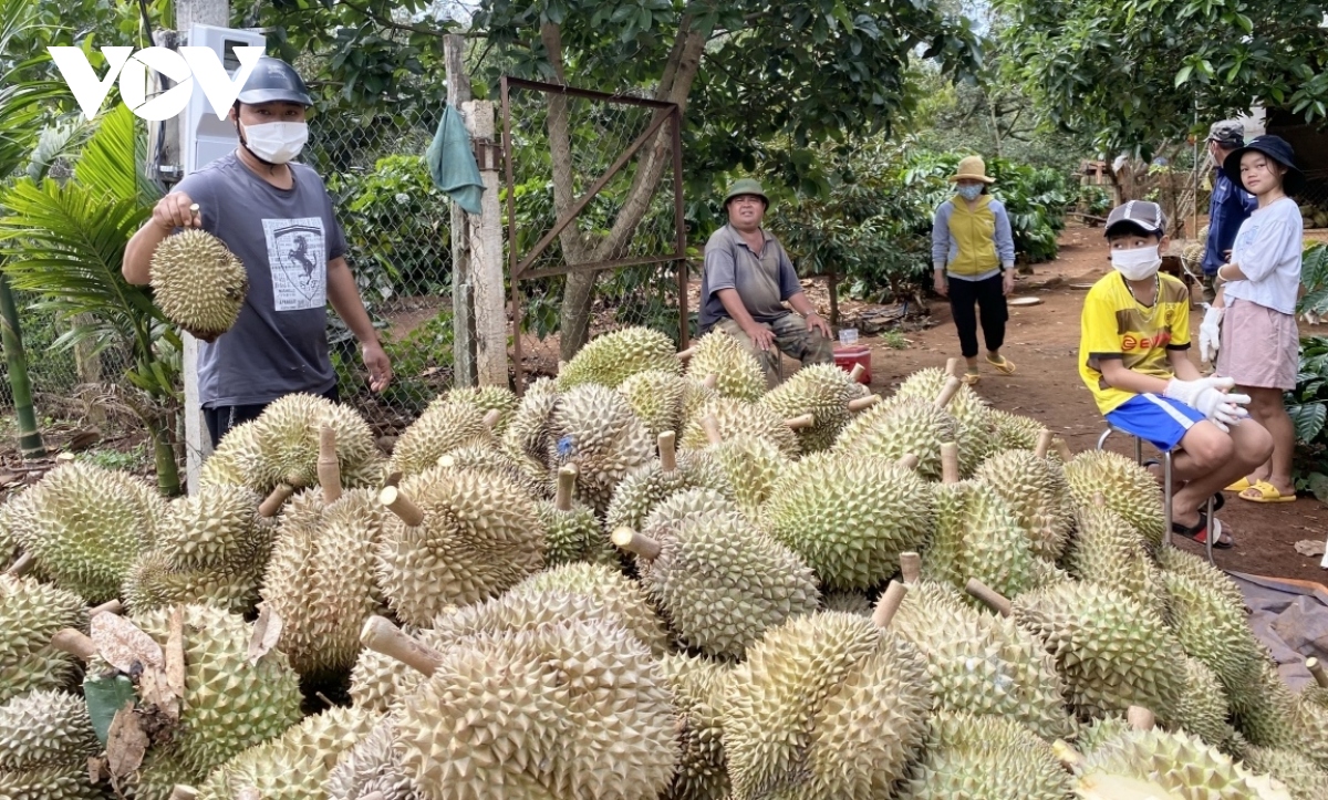 Sầu riêng đe dọa cà phê - Ảnh 2.