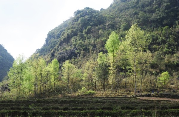 Loại cây rừng ở Cao Bằng tác dụng thần kỳ với phụ nữ sau sinh, màu sắc 4 mùa, xào thịt bò miễn chê - Ảnh 1.