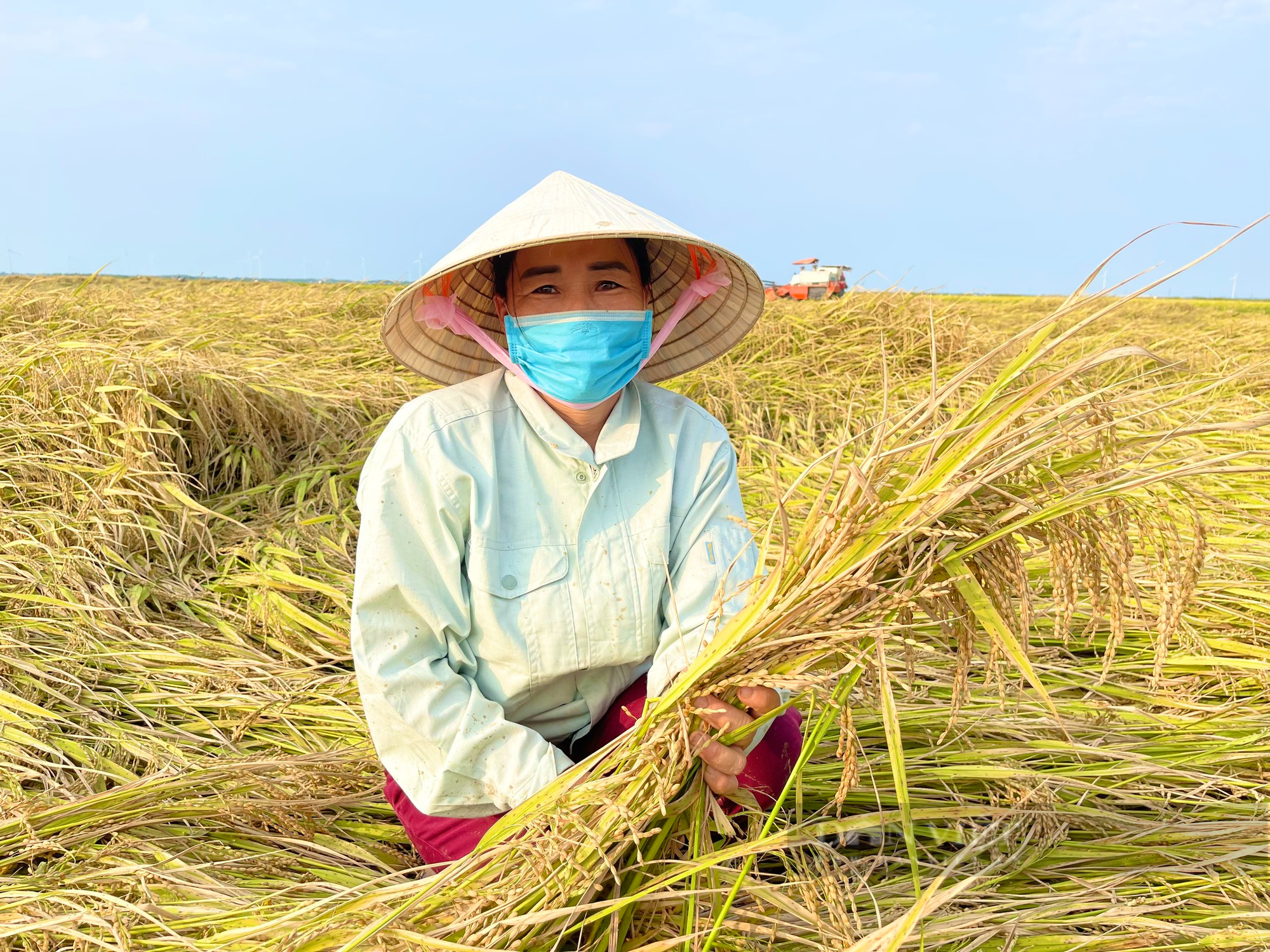 Quảng Bình: Công ty sông Gianh đồng hành cùng nông dân trồng lúa, giông lốc làm ngã rạp liền tới giúp gặt, thu mua luôn - Ảnh 1.
