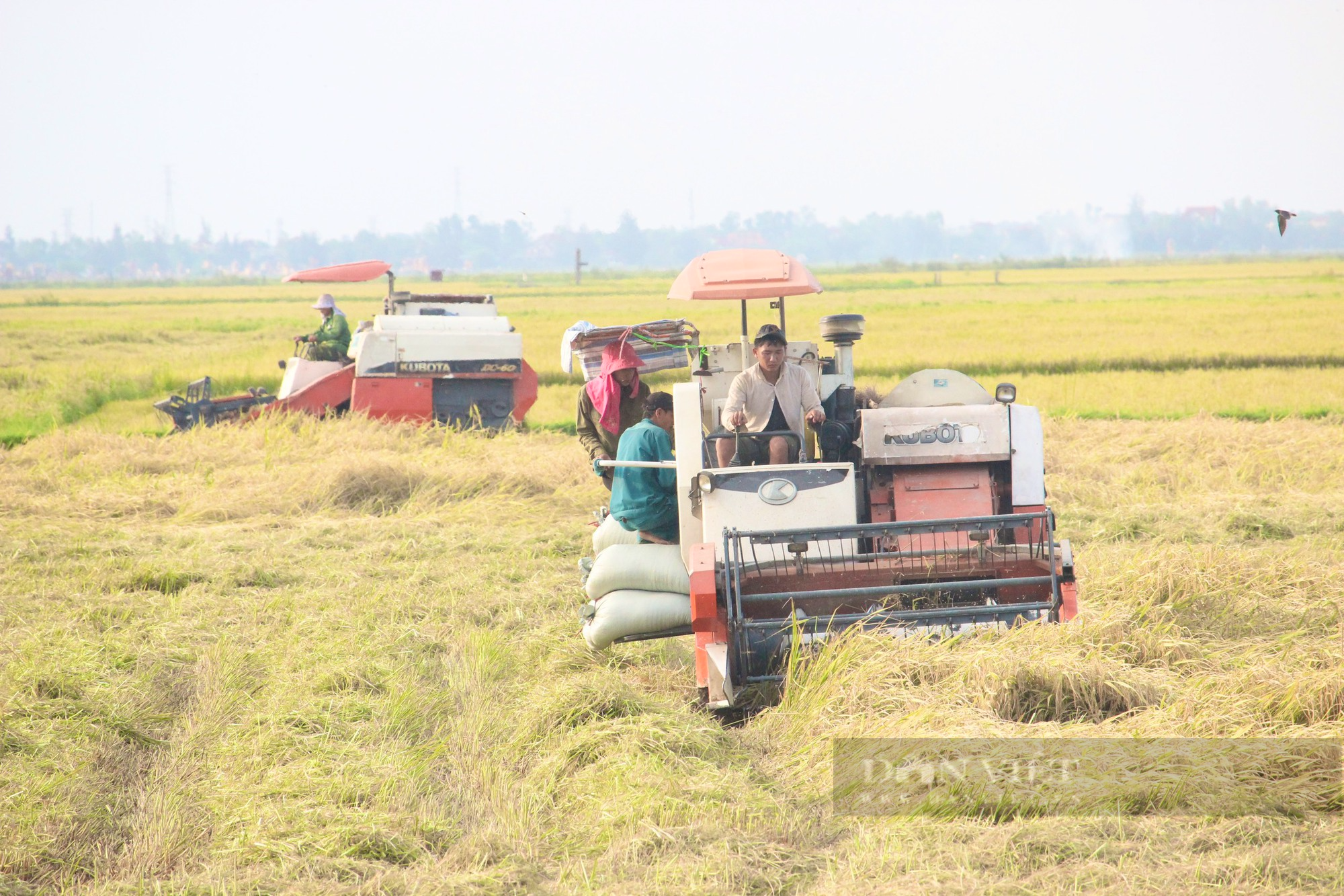 Quảng Bình: Công ty sông Gianh đồng hành cùng nông dân trồng lúa, giông lốc làm ngã rạp liền tới giúp gặt, thu mua luôn - Ảnh 4.