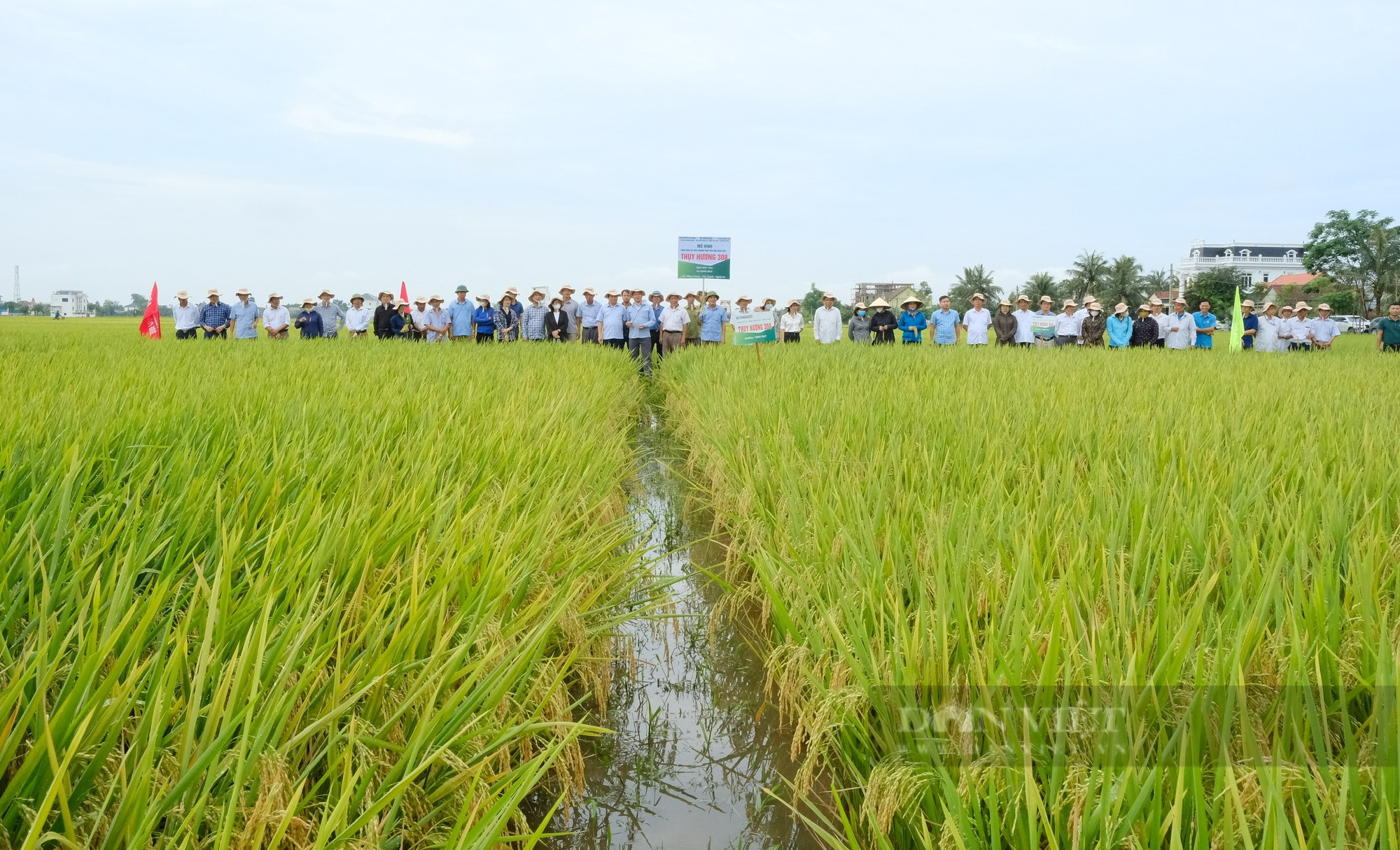 Thụy Hương 308 của Vinaseed khiến nông dân ở huyện Yên Thành, tỉnh Nghệ An bất ngờ khi đẻ khỏe, bông dài, hạt chắc - Ảnh 2.