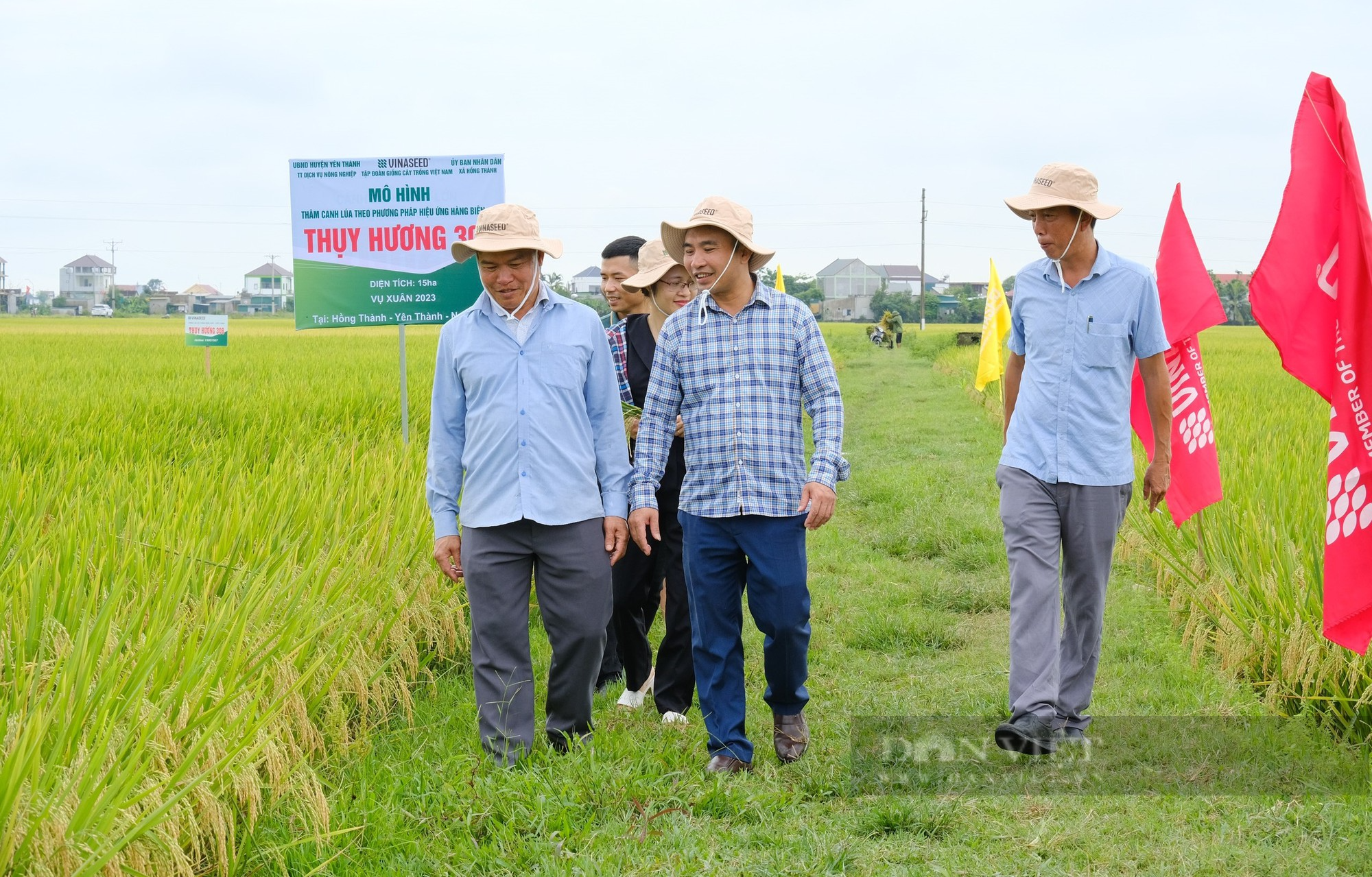 Thụy Hương 308 của Vinaseed khiến nông dân ở huyện Yên Thành, tỉnh Nghệ An bất ngờ khi đẻ khỏe, bông dài, hạt chắc - Ảnh 3.