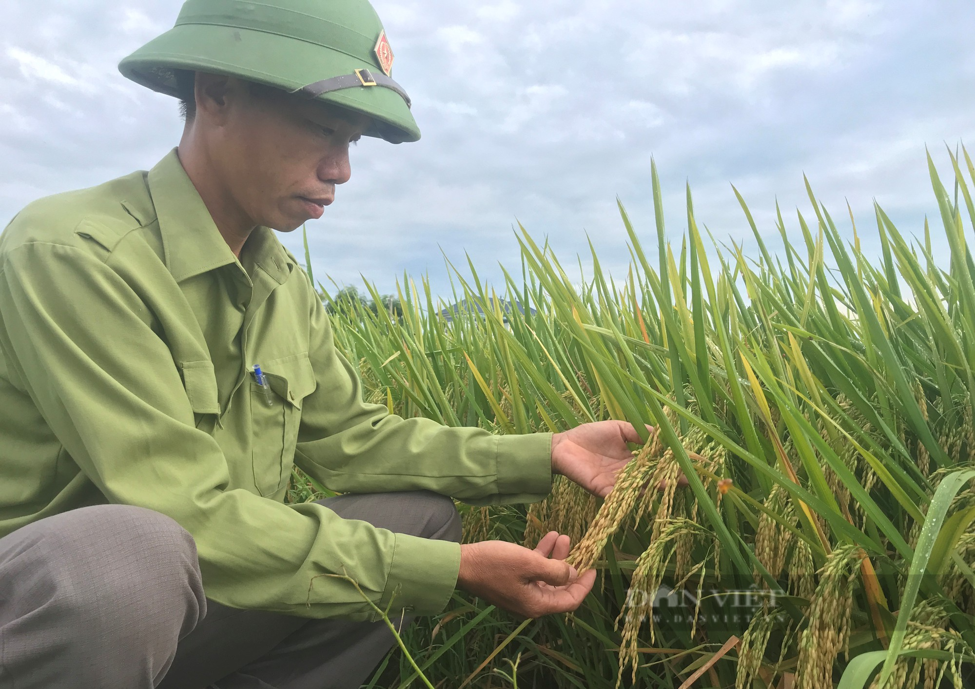Thụy Hương 308 của Vinaseed khiến nông dân ở huyện Yên Thành, tỉnh Nghệ An bất ngờ khi đẻ khỏe, bông dài, hạt chắc - Ảnh 4.