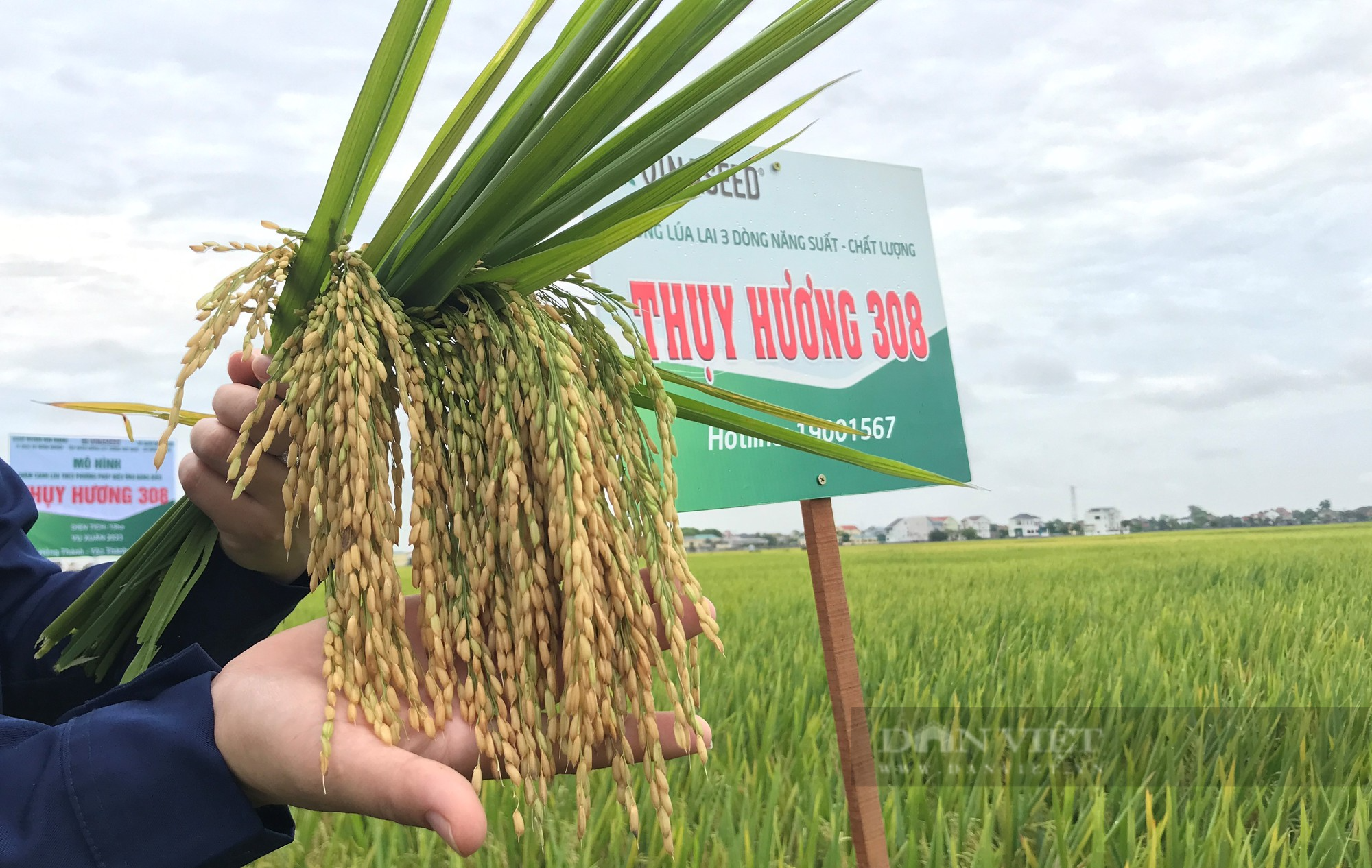 Thụy Hương 308 của Vinaseed khiến nông dân ở huyện Yên Thành, tỉnh Nghệ An bất ngờ khi đẻ khỏe, bông dài, hạt chắc - Ảnh 5.