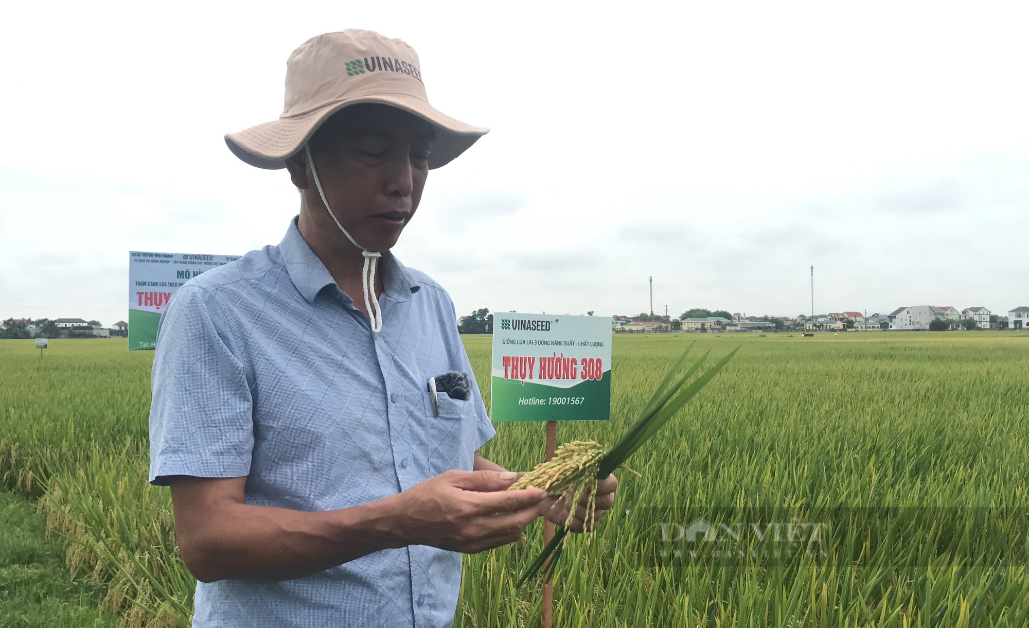 Thụy Hương 308 của Vinaseed khiến nông dân ở huyện Yên Thành, tỉnh Nghệ An bất ngờ khi đẻ khỏe, bông dài, hạt chắc - Ảnh 6.