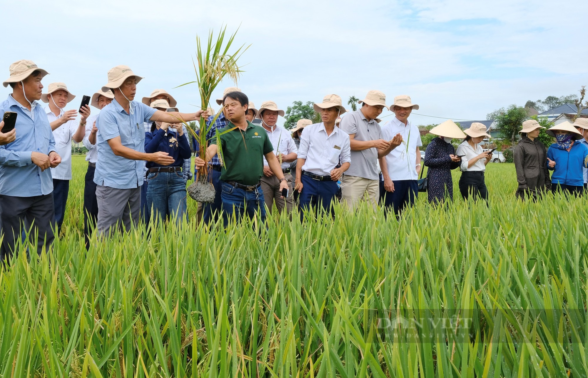 Thụy Hương 308 của Vinaseed khiến nông dân ở huyện Yên Thành, tỉnh Nghệ An bất ngờ khi đẻ khỏe, bông dài, hạt chắc - Ảnh 8.