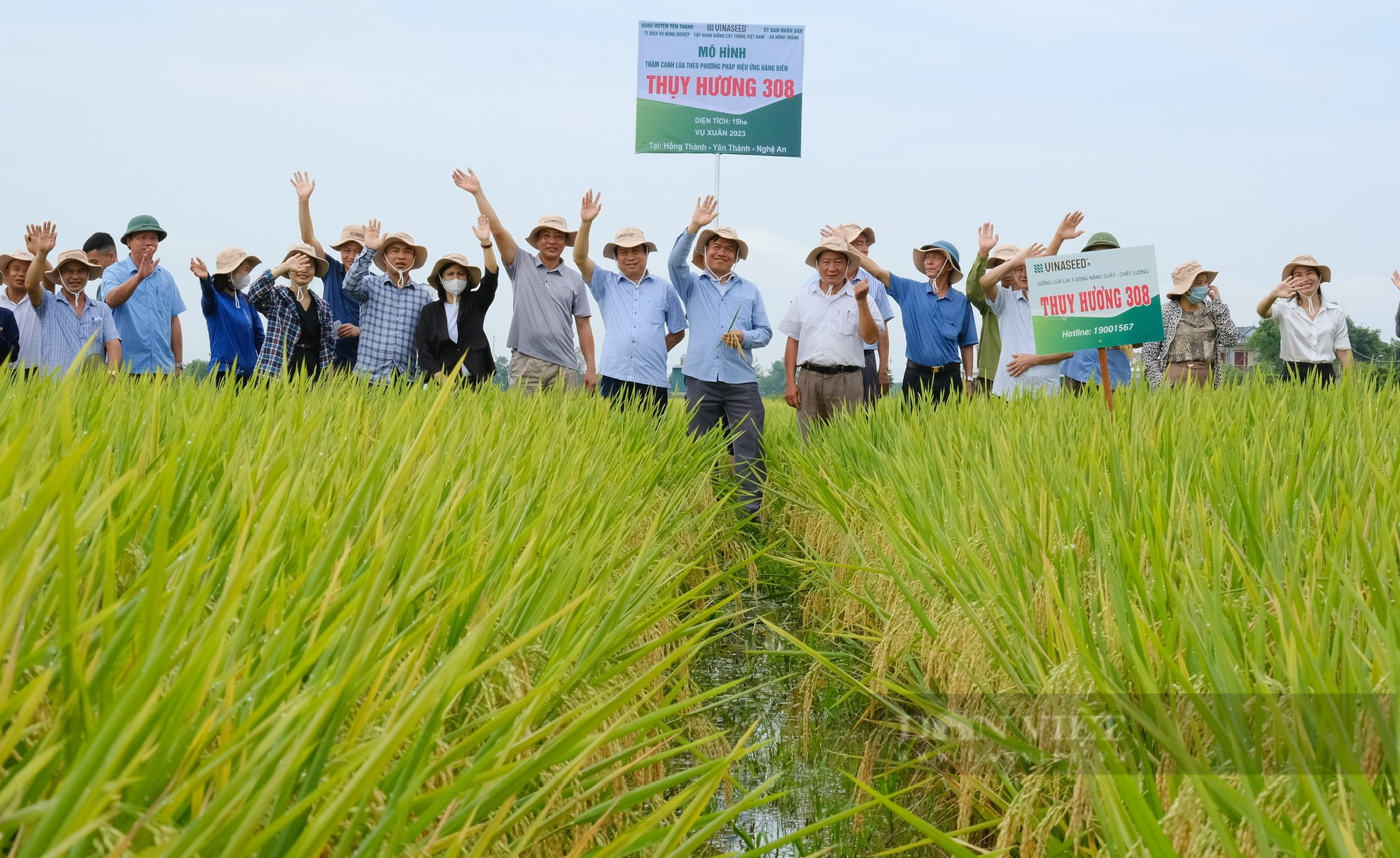 Thụy Hương 308 của Vinaseed khiến nông dân ở huyện Yên Thành, tỉnh Nghệ An bất ngờ khi đẻ khỏe, bông dài, hạt chắc - Ảnh 9.