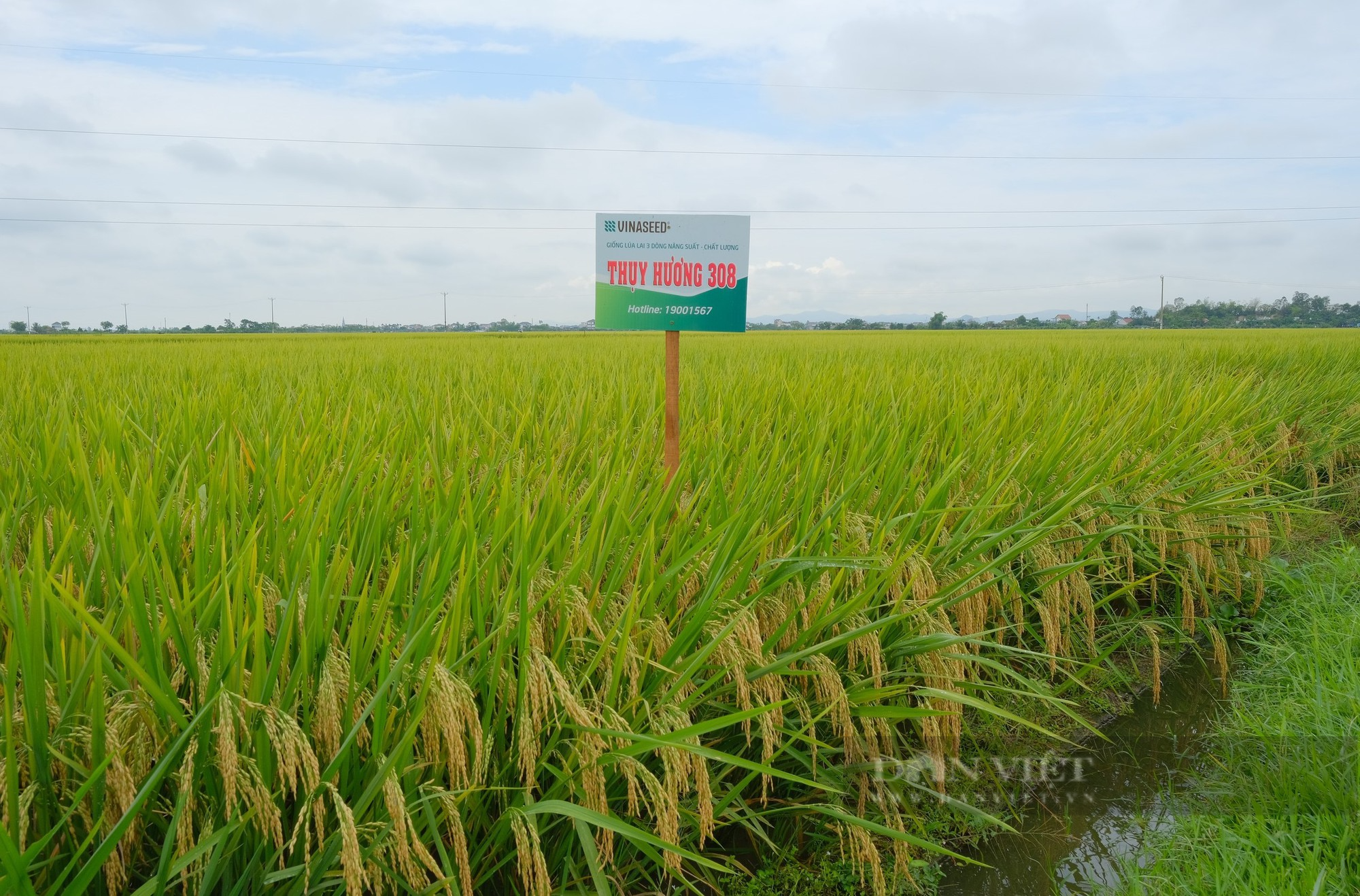 Thụy Hương 308 của Vinaseed khiến nông dân ở huyện Yên Thành, tỉnh Nghệ An bất ngờ khi đẻ khỏe, bông dài, hạt chắc - Ảnh 10.