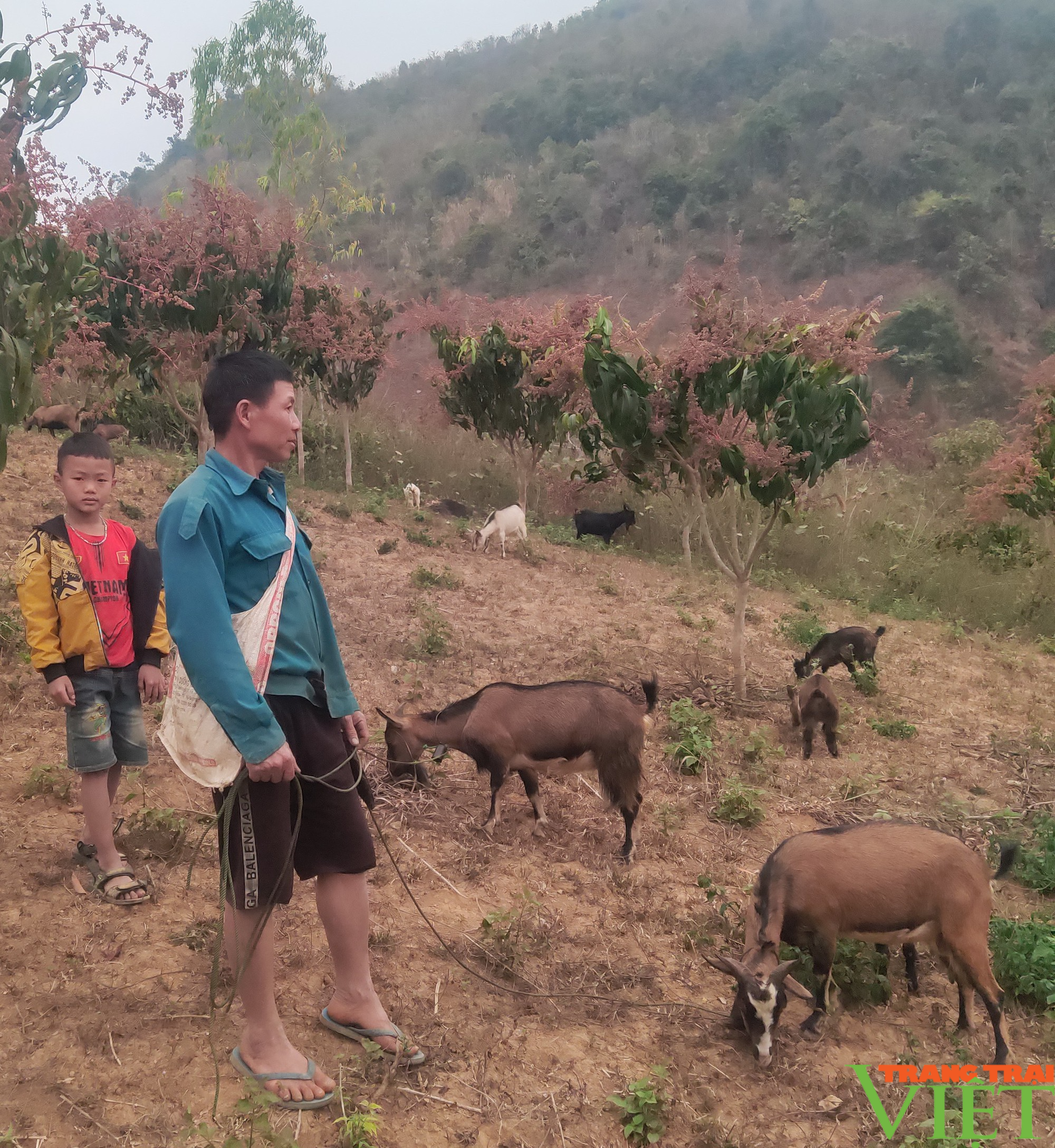“Ngân hàng dê” giúp ĐVTN vùng cao biên giới Sơn La vươn lên thoát nghèo - Ảnh 3.