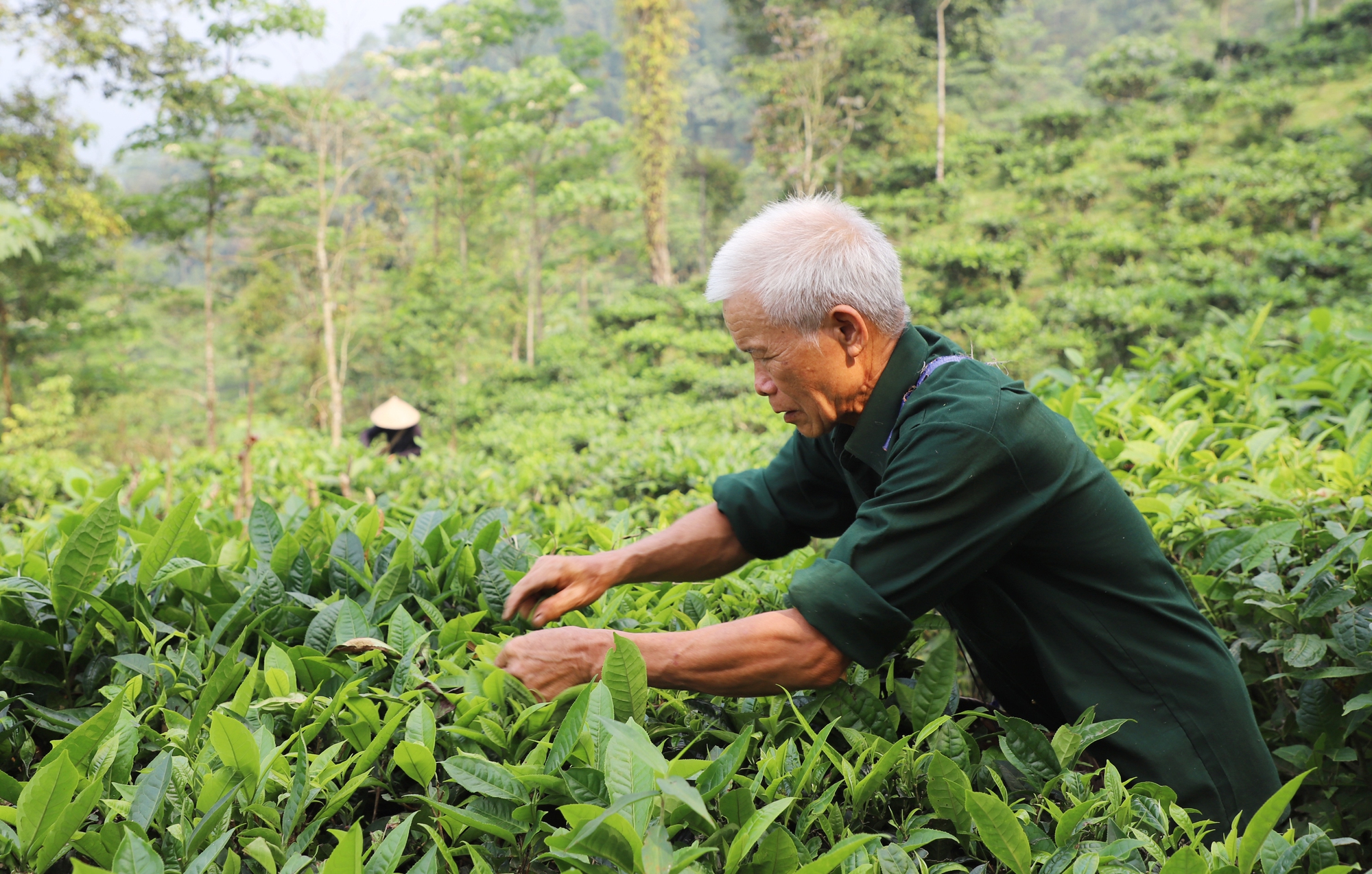 Ở Bản Vẽ nông dân khá lên từ những đồi chè Shan tuyết - Ảnh 1.