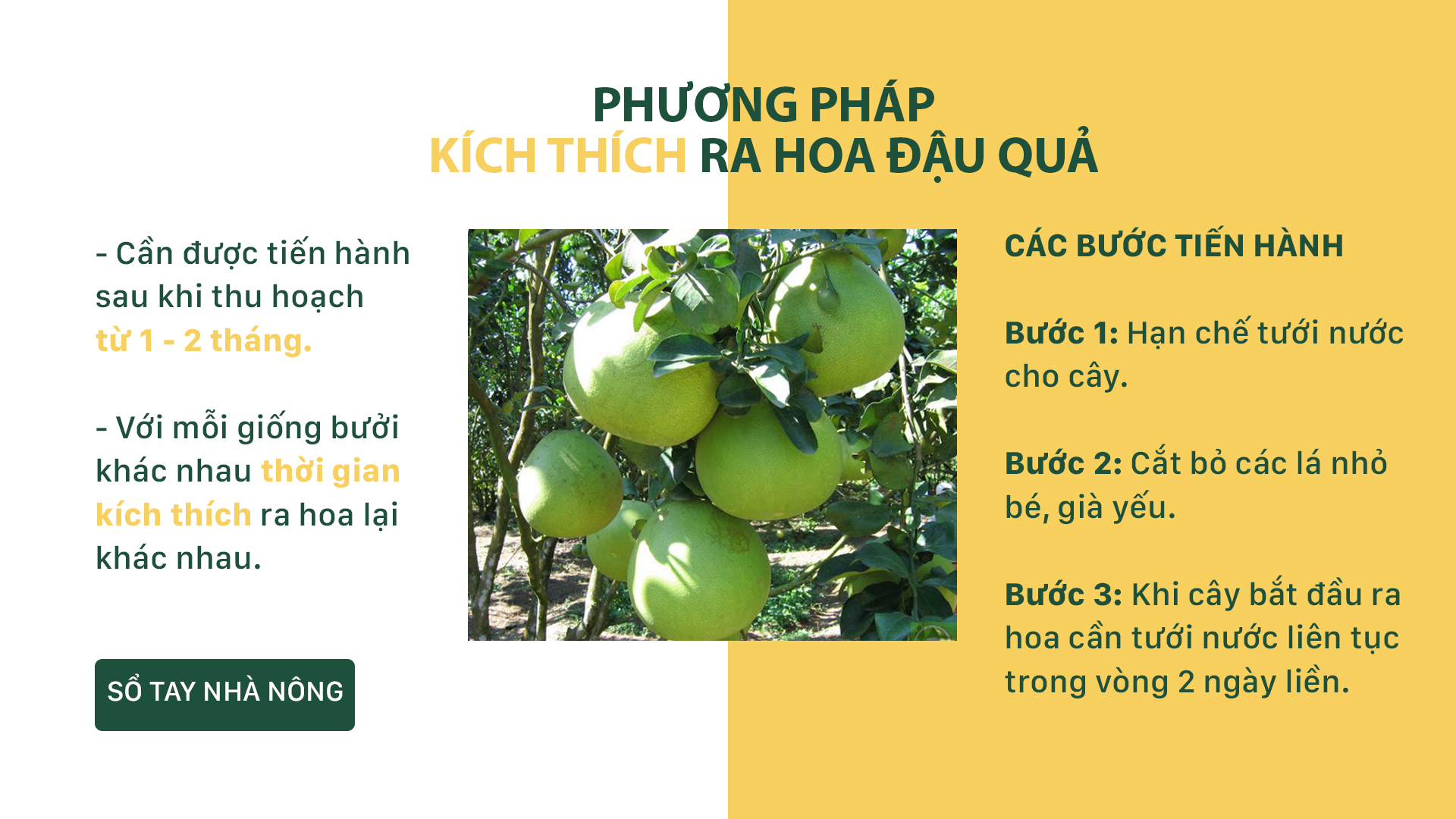 SỔ TAY NHÀ NÔNG: Bí quyết ra hoa, đậu quả đạt sản lượng lớn trên cây bưởi - Ảnh 3.