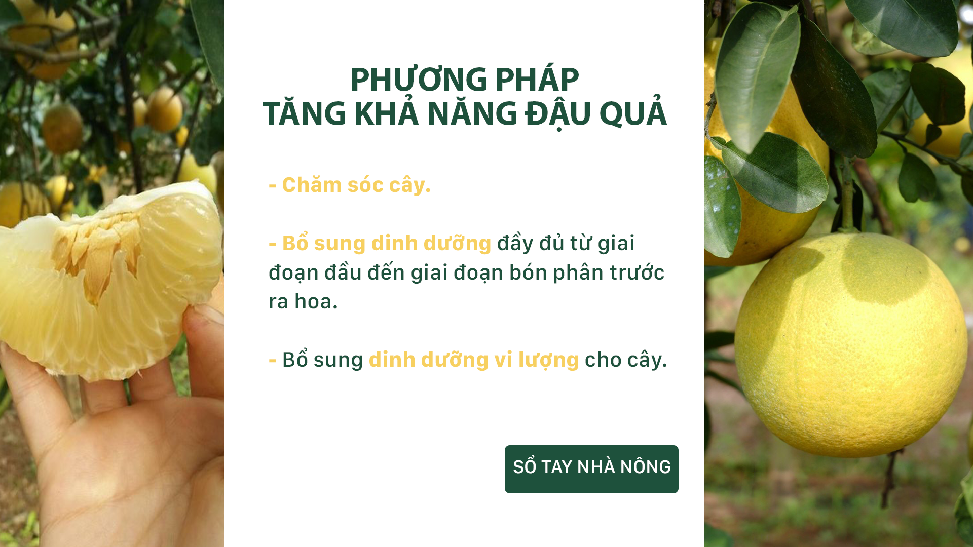 SỔ TAY NHÀ NÔNG: Bí quyết ra hoa, đậu quả đạt sản lượng lớn trên cây bưởi - Ảnh 2.