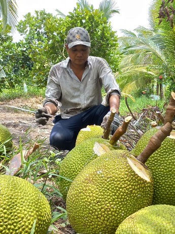 Vô miệt vườn Vĩnh Long tha hồ ăn trái cây ngon, xem dân bán mít Thái mà bất ngờ - Ảnh 1.