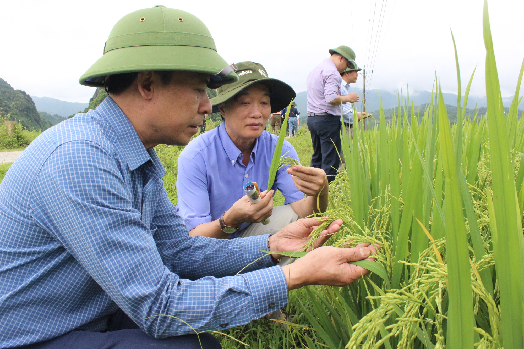 Quảng Bình: Nông dân thăm đồng, đánh giá bất ngờ với giống ngô, giống lúa này - Ảnh 7.