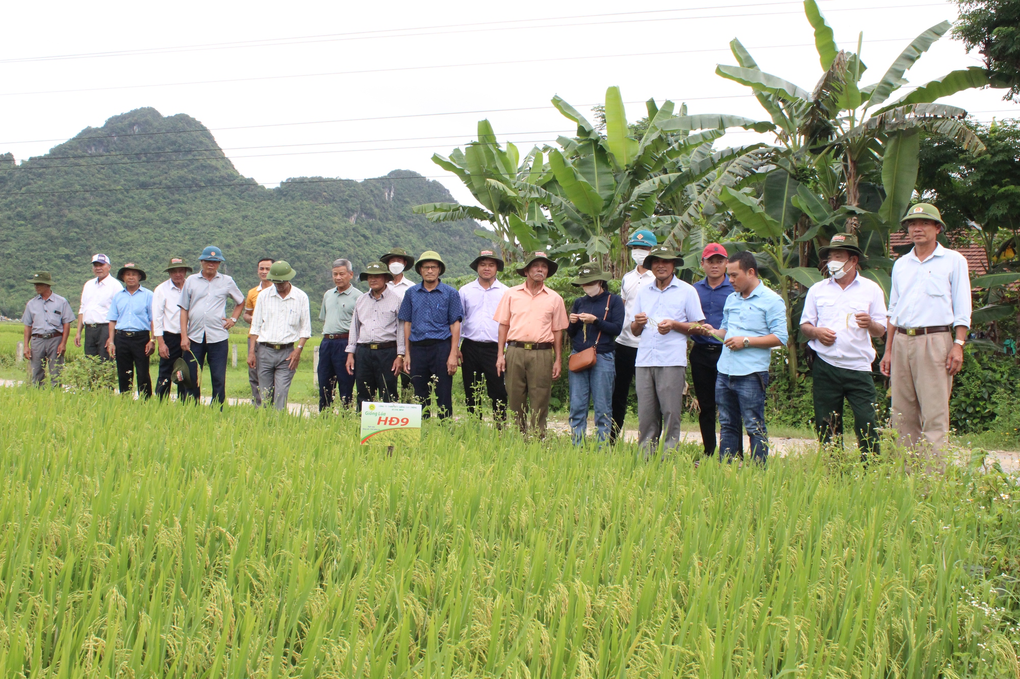 Quảng Bình: Nông dân thăm đồng, đánh giá bất ngờ với giống ngô, giống lúa này - Ảnh 6.