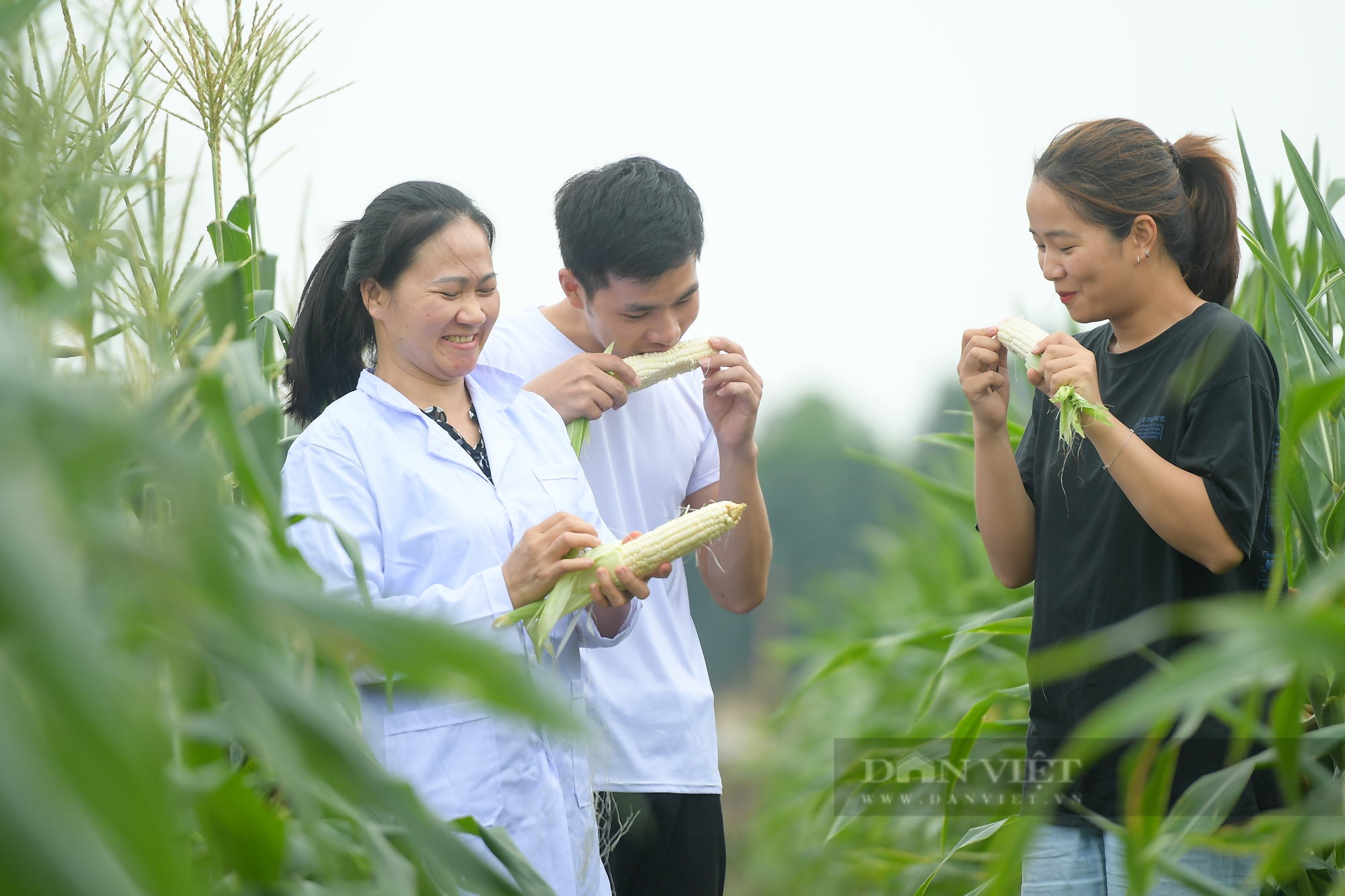 Độc lạ giống ngô có thể ăn trực tiếp khi thu hoạch từ cây - Ảnh 8.