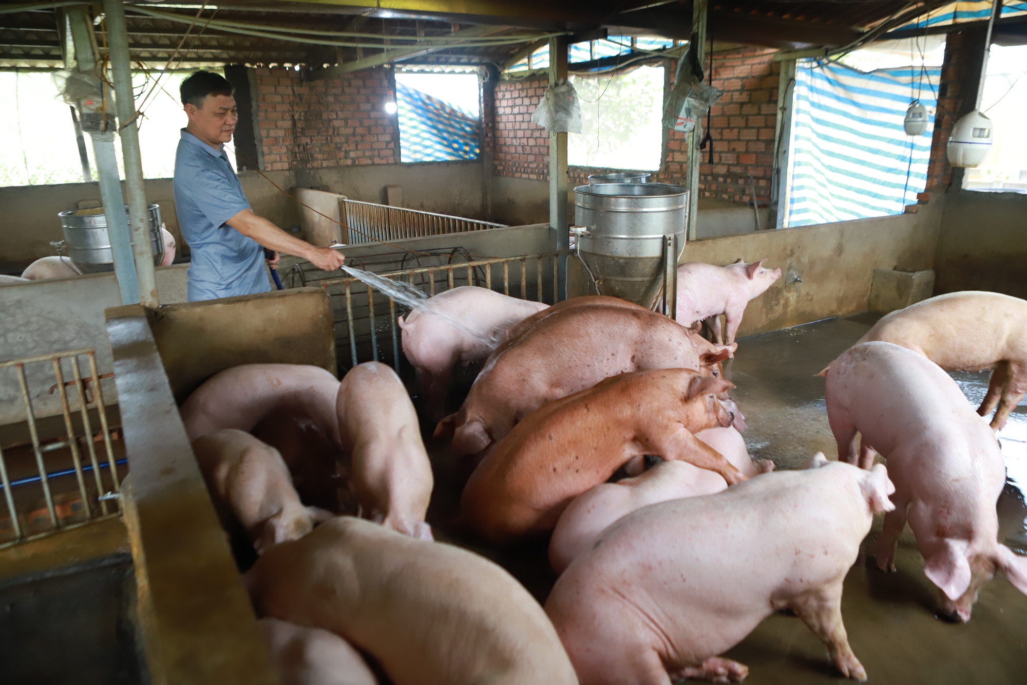 Kinh nghiệm tiêm vaccine dịch tả lợn châu Phi hiệu quả của ông nông dân Hà Nội - Ảnh 2.
