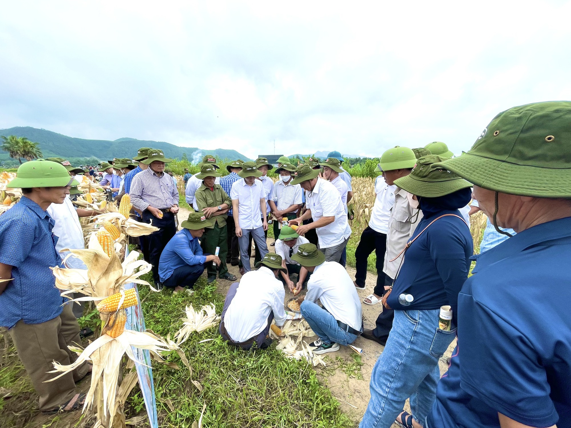 Quảng Bình: Nông dân thăm đồng, đánh giá bất ngờ với giống ngô, giống lúa này - Ảnh 5.