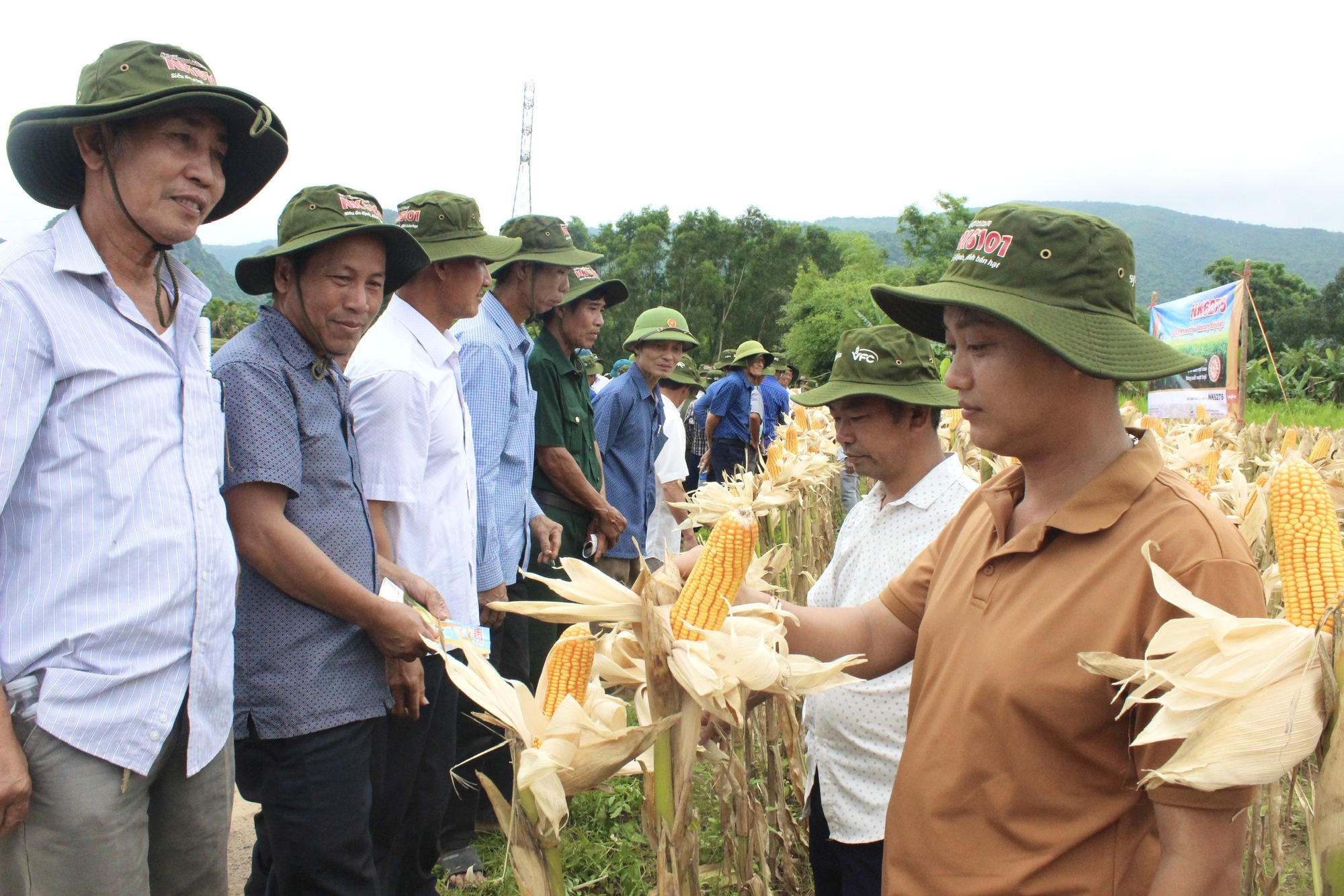 Quảng Bình: Nông dân thăm đồng, đánh giá bất ngờ với giống ngô, giống lúa này - Ảnh 2.