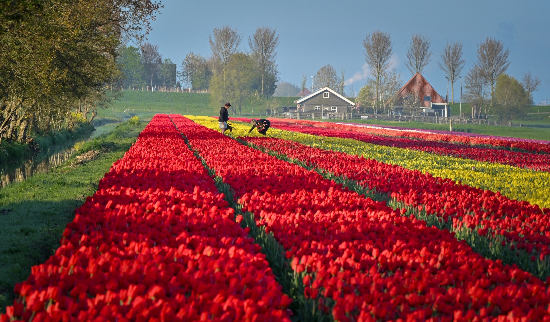 Mãn nhãn cánh đồng hoa tulip đẹp như cổ tích ở ngôi làng cổ 400 tuổi - Ảnh 1.