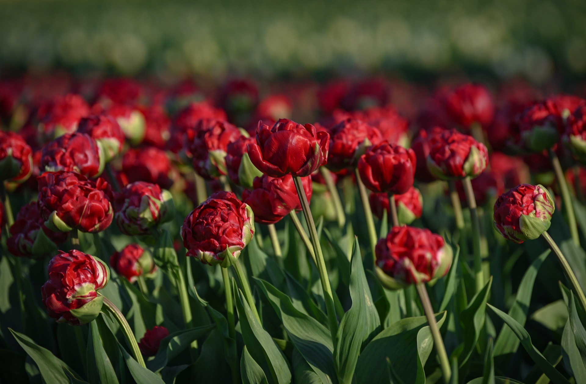 Mãn nhãn cánh đồng hoa tulip đẹp như cổ tích ở ngôi làng cổ 400 tuổi - Ảnh 11.