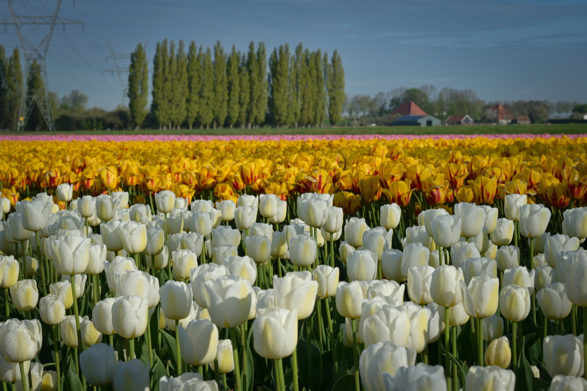 Mãn nhãn cánh đồng hoa tulip đẹp như cổ tích ở ngôi làng cổ 400 tuổi - Ảnh 12.