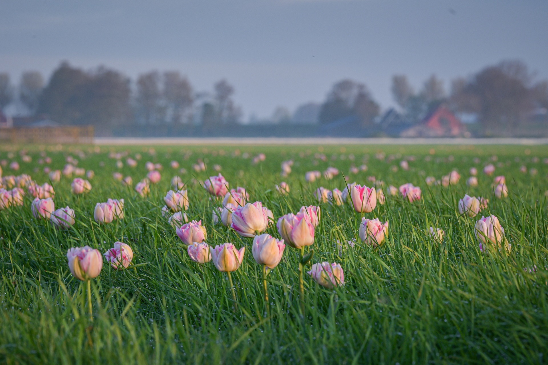 Mãn nhãn cánh đồng hoa tulip đẹp như cổ tích ở ngôi làng cổ 400 tuổi - Ảnh 14.