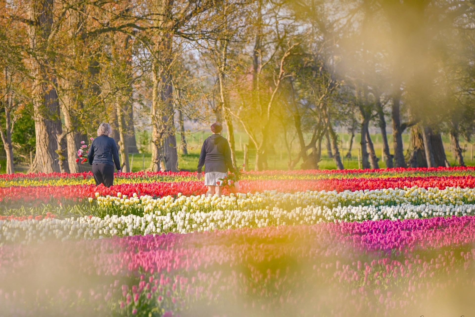 Mãn nhãn cánh đồng hoa tulip đẹp như cổ tích ở ngôi làng cổ 400 tuổi - Ảnh 15.