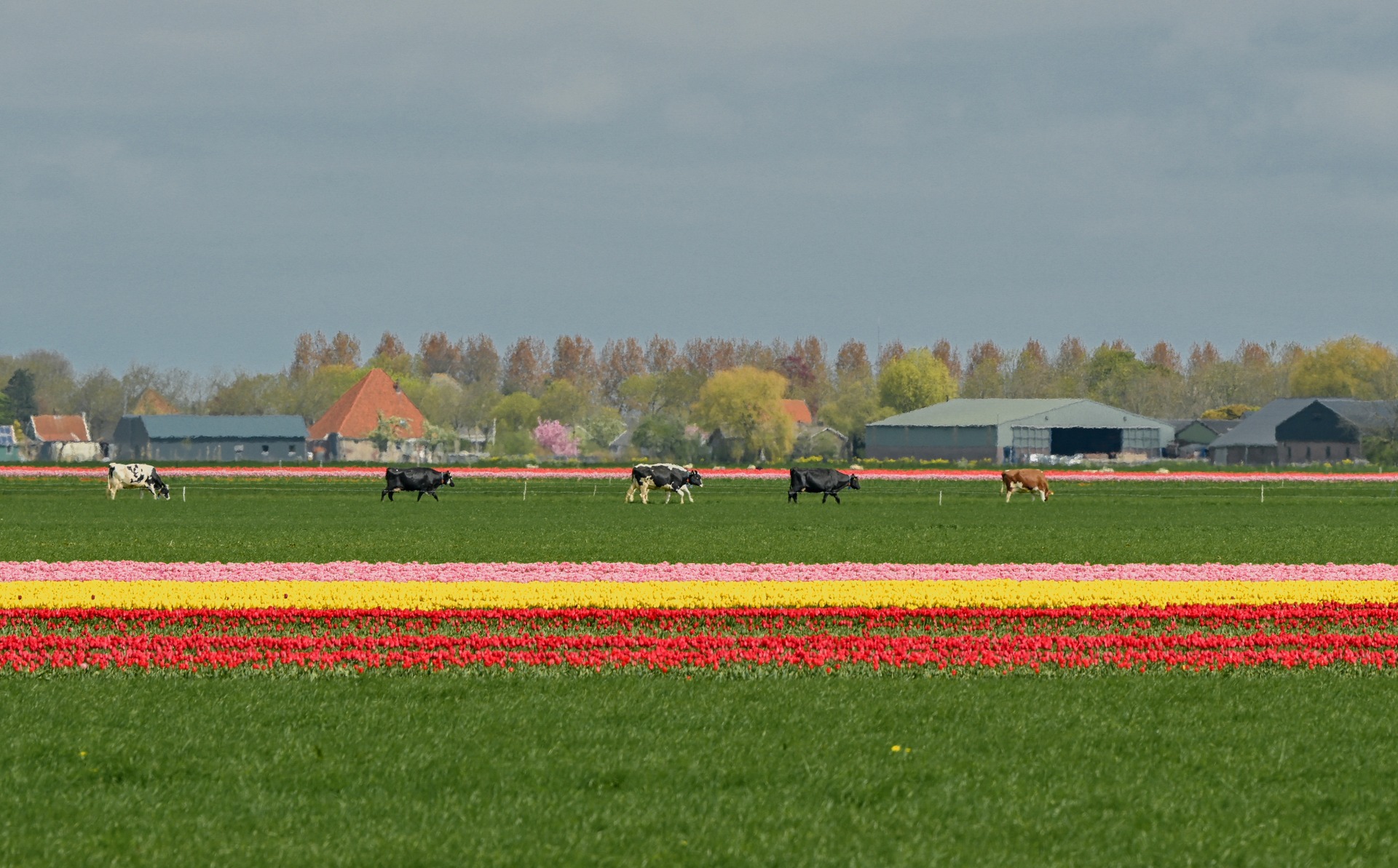 Mãn nhãn cánh đồng hoa tulip đẹp như cổ tích ở ngôi làng cổ 400 tuổi - Ảnh 2.
