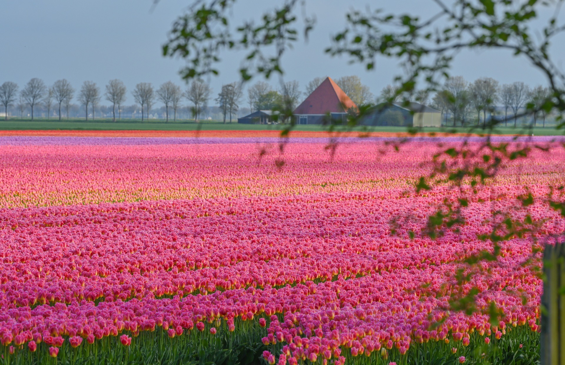 Mãn nhãn cánh đồng hoa tulip đẹp như cổ tích ở ngôi làng cổ 400 tuổi - Ảnh 6.