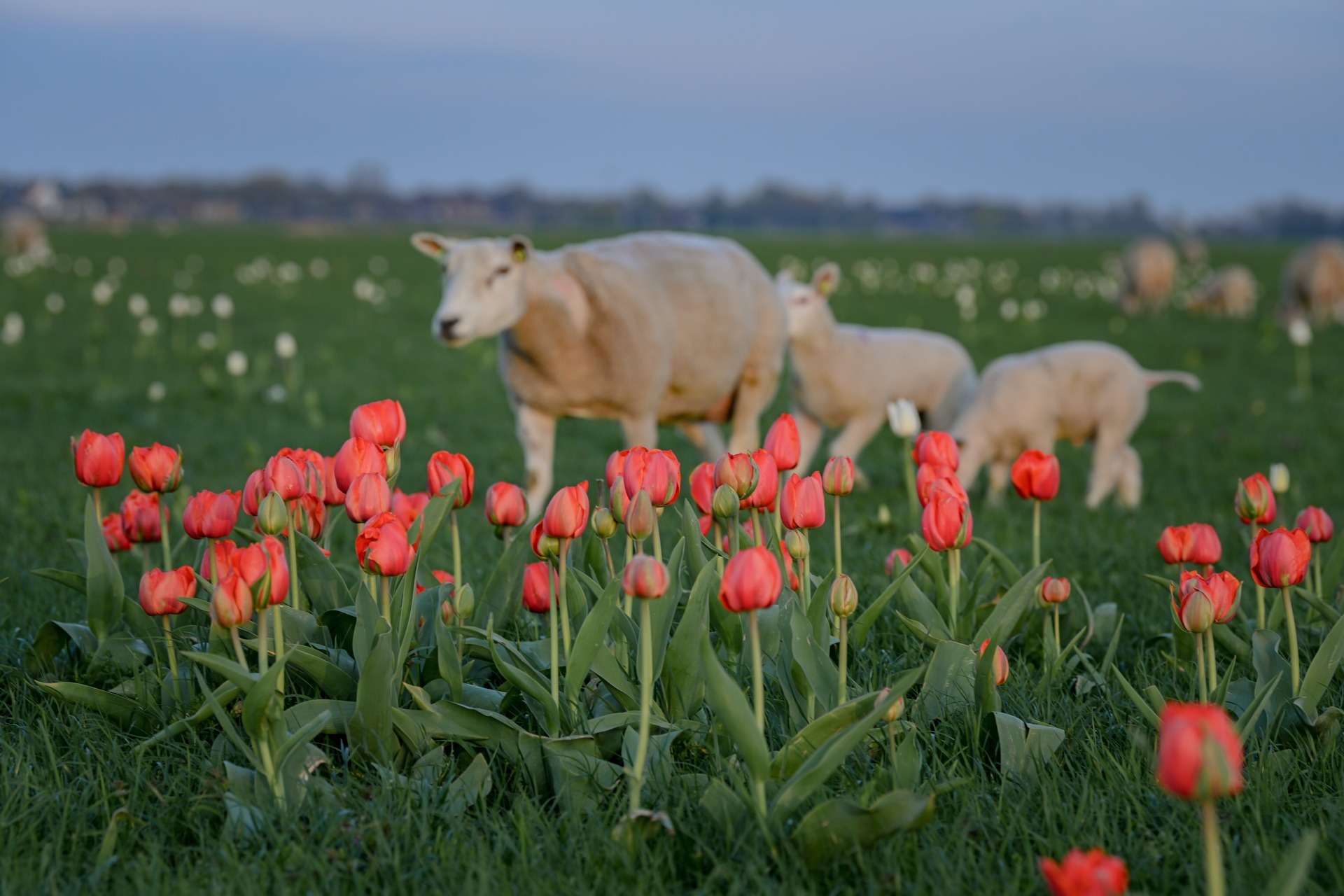 Mãn nhãn cánh đồng hoa tulip đẹp như cổ tích ở ngôi làng cổ 400 tuổi - Ảnh 8.