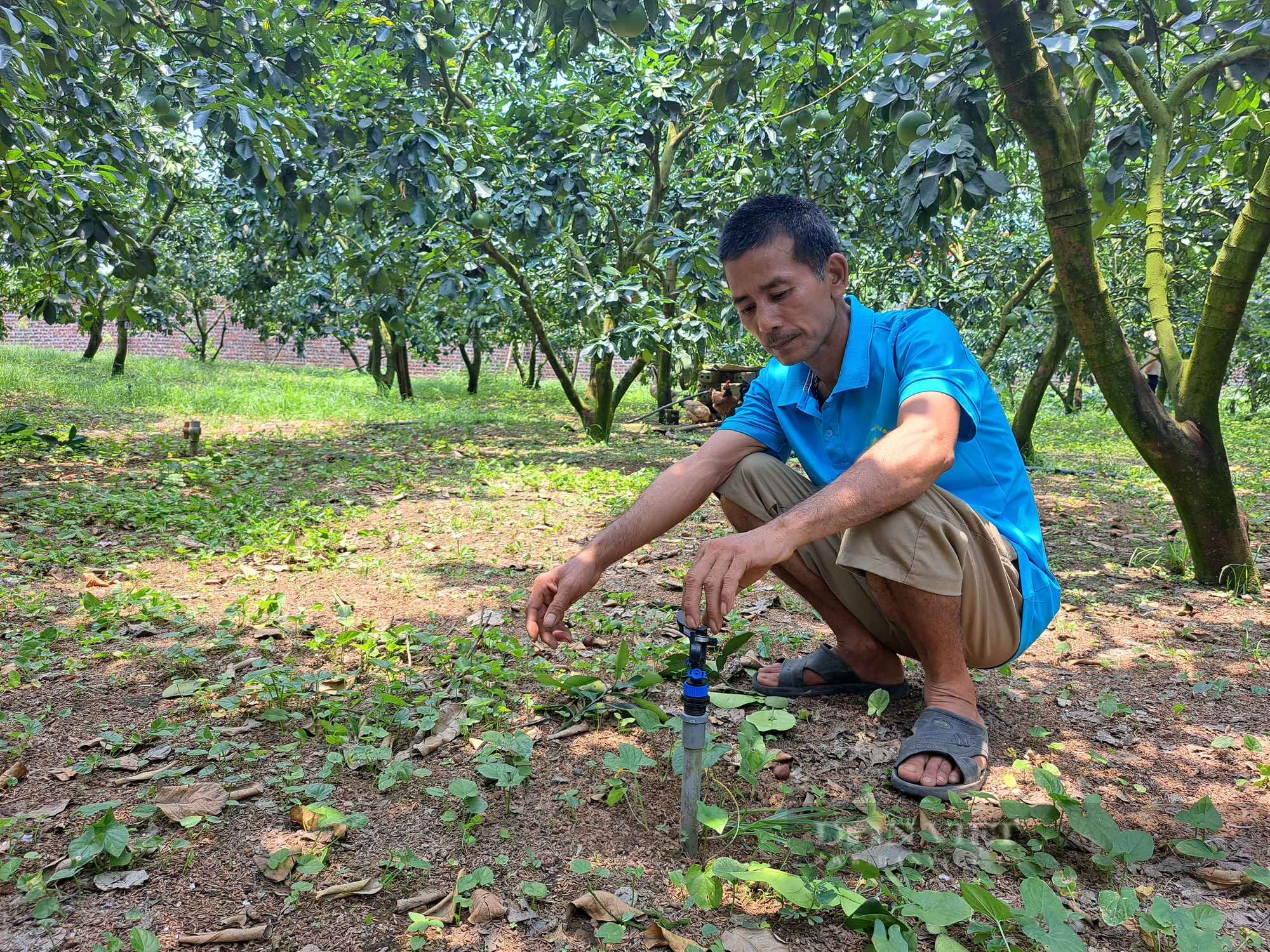 Lão nông Hòa Bình bật mí bí quyết trồng bưởi diễn VietGap lãi hơn 200 triệu đồng năm - Ảnh 4.