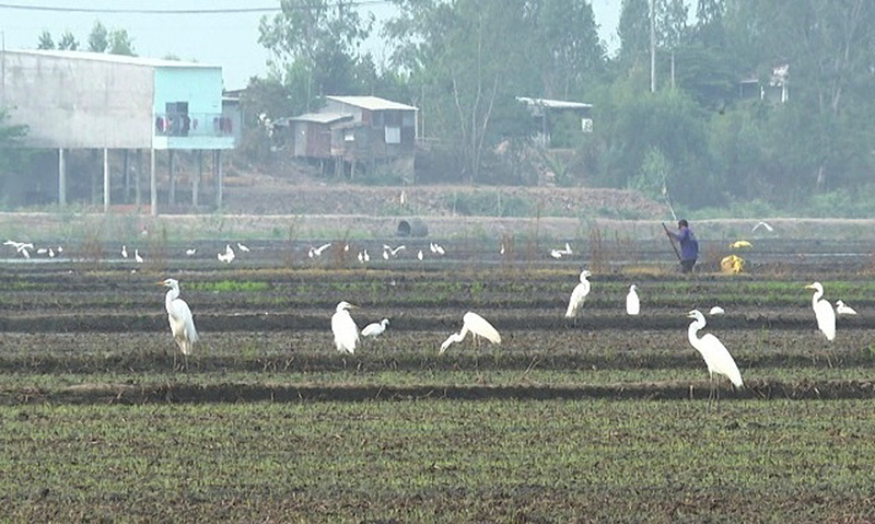 Xuất hiện đàn chim trời dạn người, đang kiếm ăn trên cánh đồng Tân Hồng của Đồng Tháp - Ảnh 1.