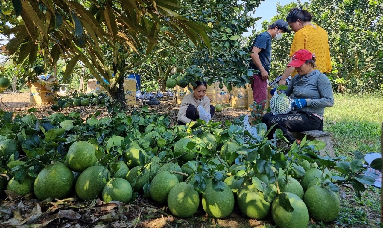 Khởi động dự án tuyên truyền, vận động nông dân xử lý rác thải, giảm thải khí nhà kính tại Lâm Đồng - Ảnh 3.