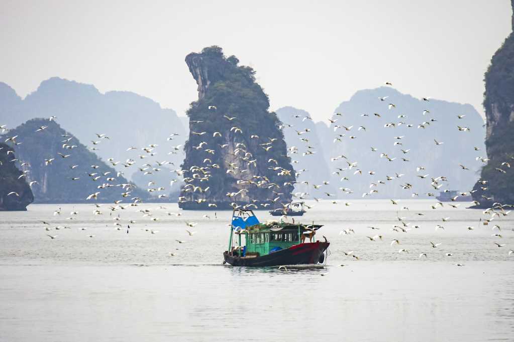 Chim hoang dã bay thành tầng tầng ở nhiều vùng của Quảng Ninh, từ Vịnh Hạ Long cho tới đồng ruộng - Ảnh 1.