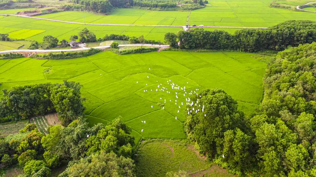 Chim hoang dã bay thành tầng tầng ở nhiều vùng của Quảng Ninh, từ Vịnh Hạ Long cho tới đồng ruộng - Ảnh 2.