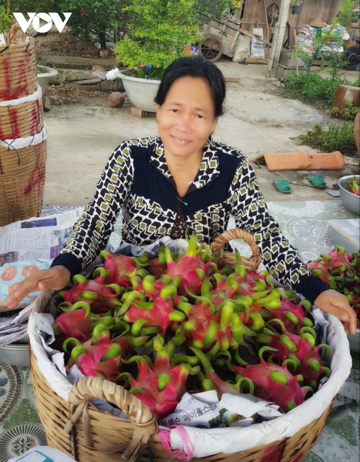 Thanh long đầu mùa giá kỷ lục - Ảnh 2.