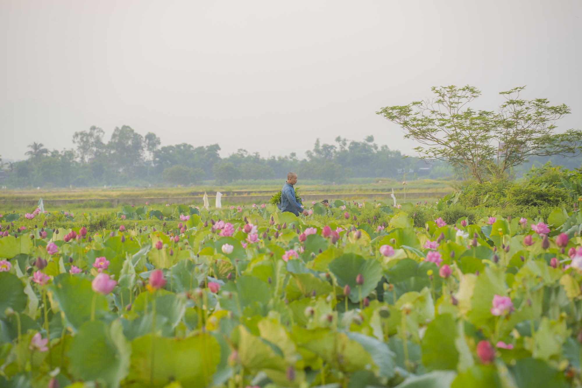 Hãy về La Chữ ngắm sen - Ảnh 6.