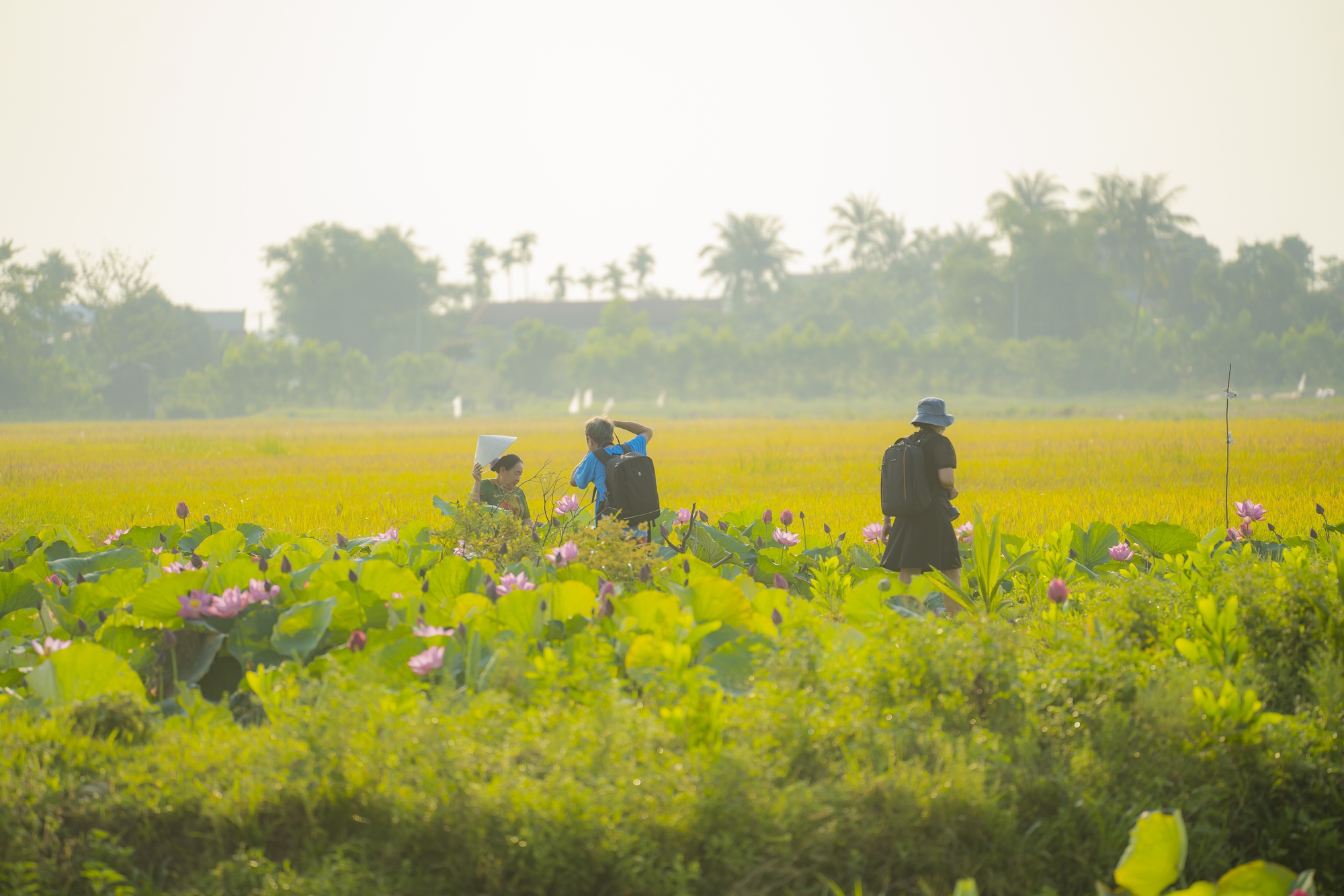 Hãy về La Chữ ngắm sen - Ảnh 9.