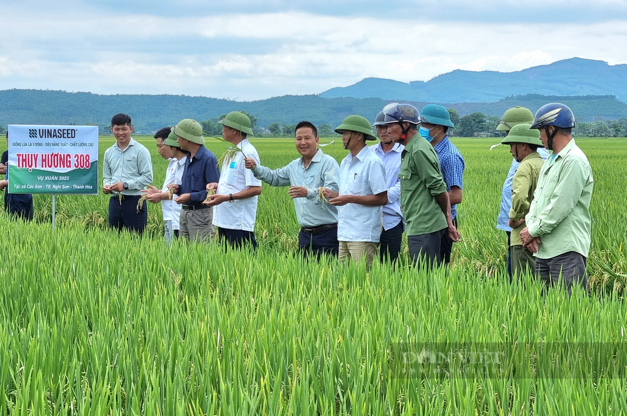 Thanh Hóa: Giống lúa lai ba dòng Thụy Hương 308 cho gạo thơm, cơm mềm, cây chống đổ - Ảnh 2.