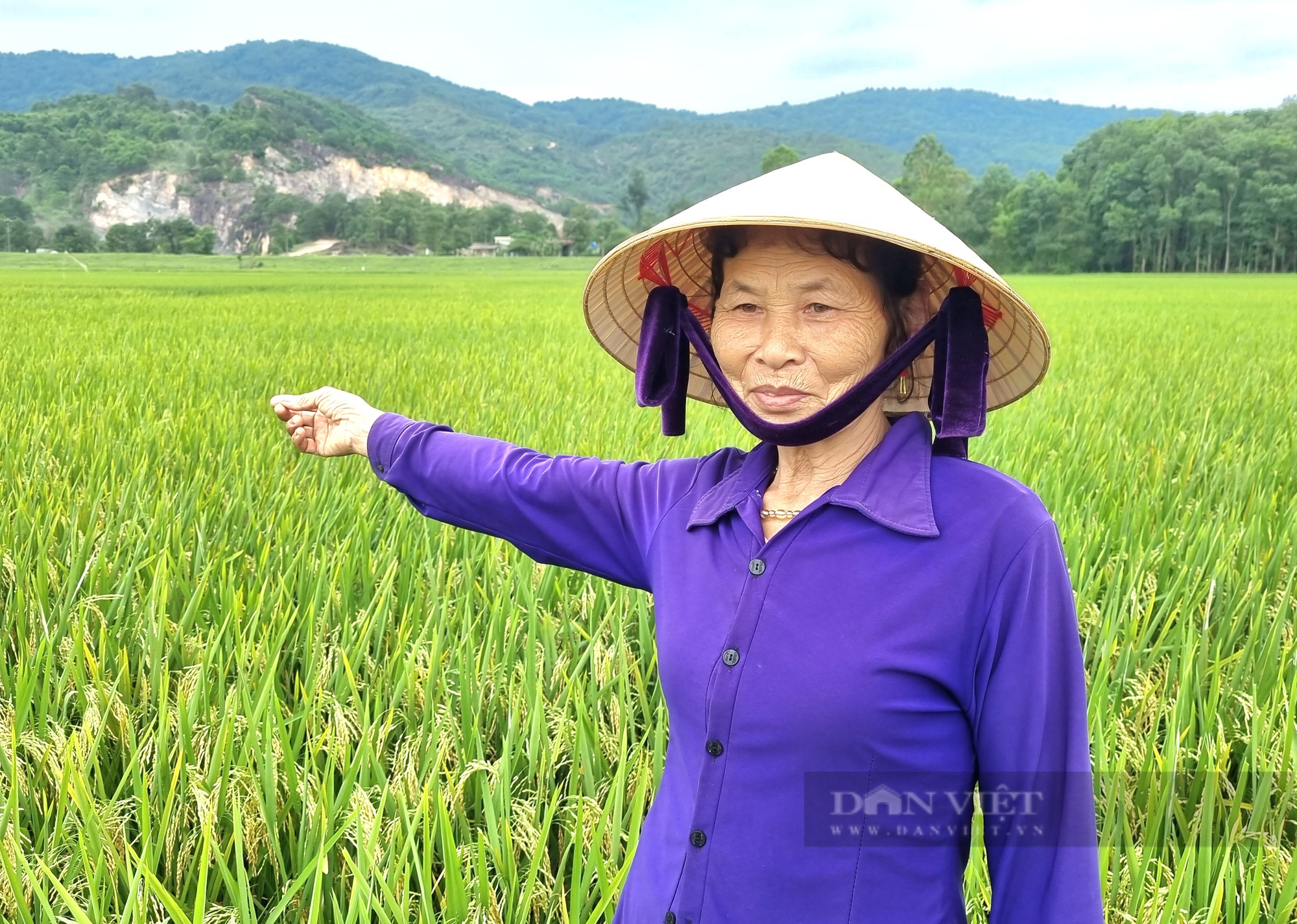 Thanh Hóa: Giống lúa lai ba dòng Thụy Hương 308 cho gạo thơm, cơm mềm, cây chống đổ - Ảnh 3.