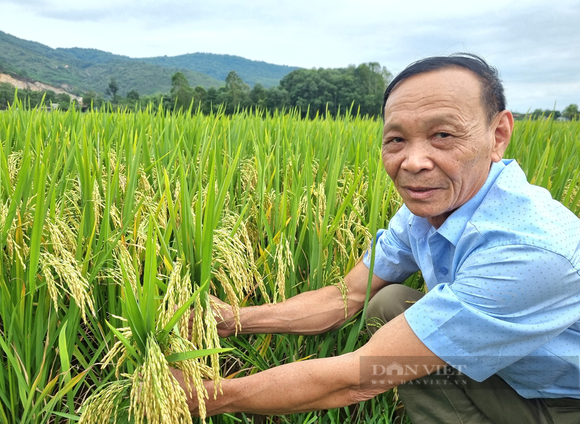Thanh Hóa: Giống lúa lai ba dòng Thụy Hương 308 cho gạo thơm, cơm mềm, cây chống đổ - Ảnh 5.