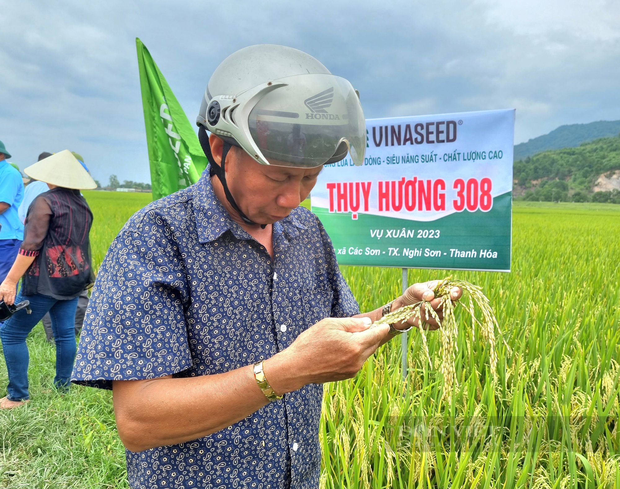 Thanh Hóa: Giống lúa lai ba dòng Thụy Hương 308 cho gạo thơm, cơm mềm, cây chống đổ - Ảnh 9.