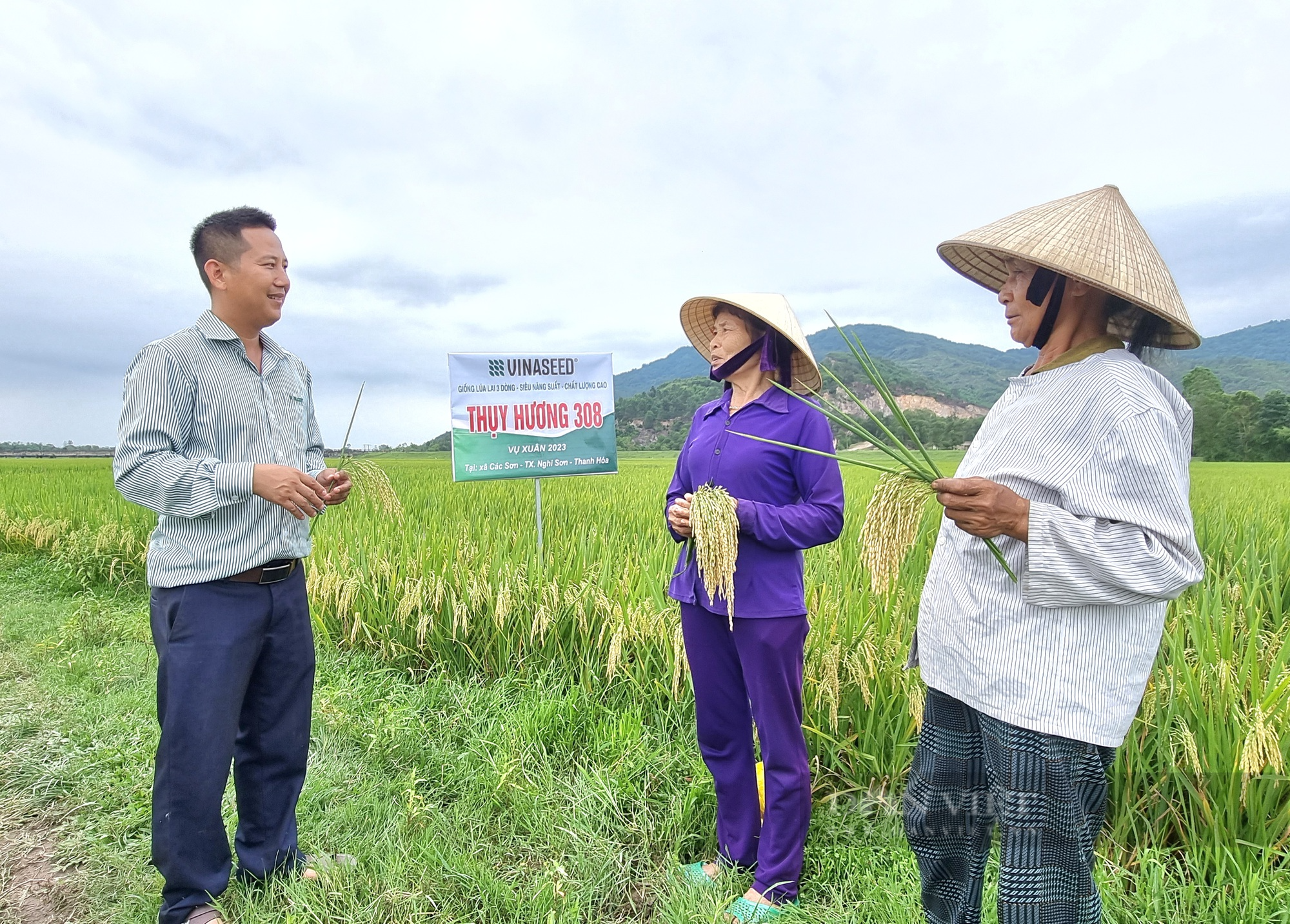 Thanh Hóa: Giống lúa lai ba dòng Thụy Hương 308 cho gạo thơm, cơm mềm, cây chống đổ - Ảnh 11.