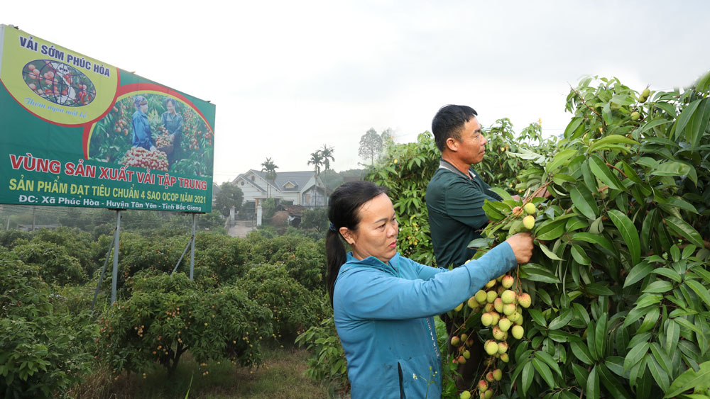 200 thương nhân Trung Quốc sắp sang Việt Nam thu gom thứ trái cây chín đỏ trên các triền đồi Bắc Giang - Ảnh 1.