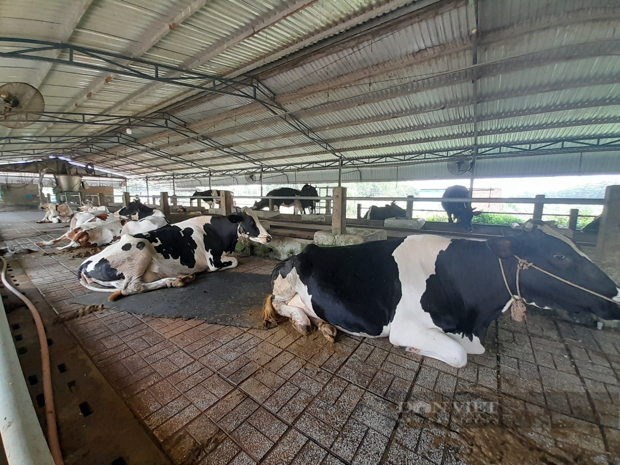 Chăn nuôi bò sữa nông hộ ở TP.HCM - bài 1: &quot;Cái nôi&quot; nuôi bò sữa đã hết ấm êm - Ảnh 1.